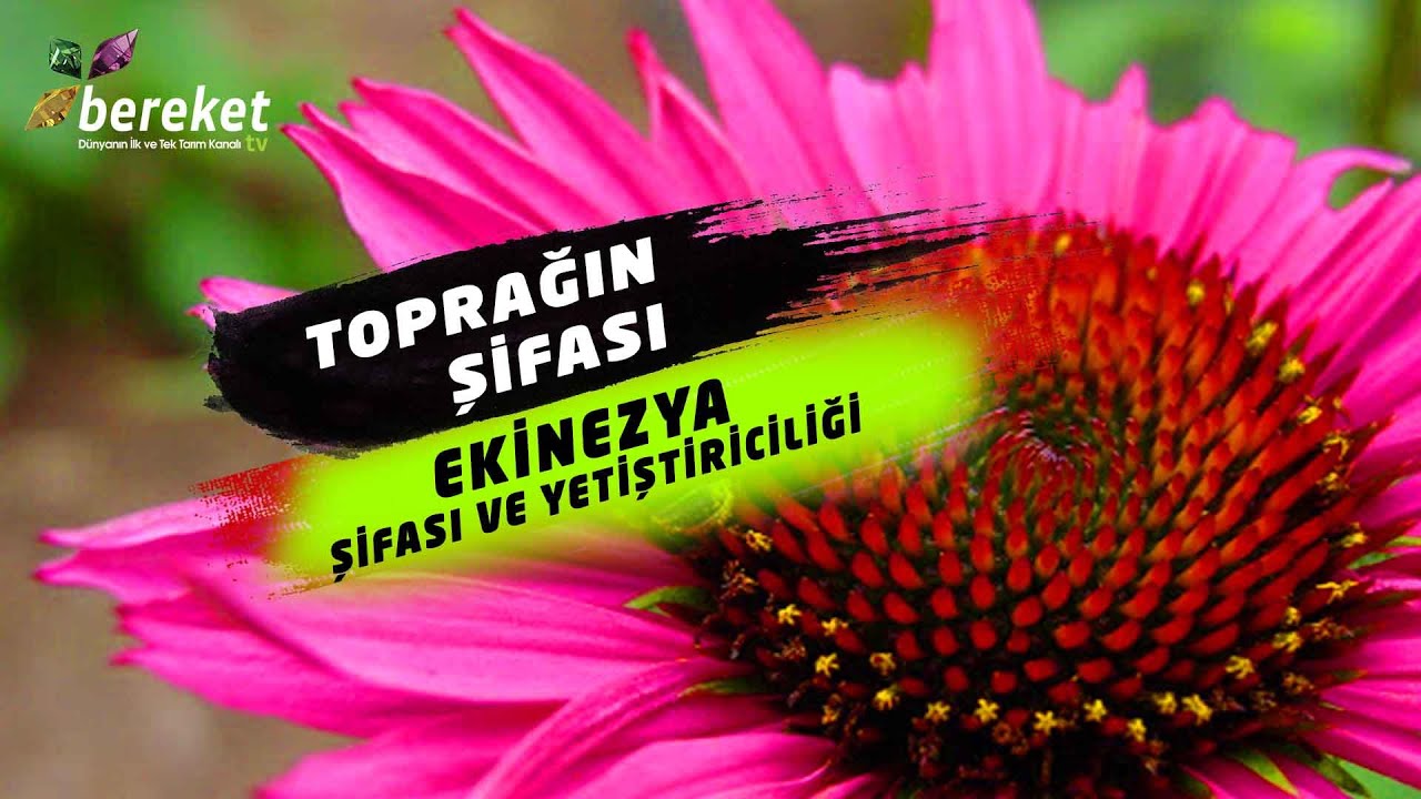 Toprağın Şifası - Ekinezya Şifası ve Yetiştiriciliği