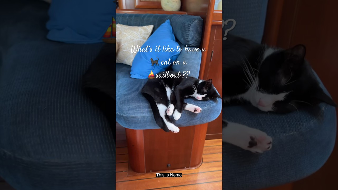 What&rsquo;s it like to have a cat on a sailboat? #sailboat #sailboatliving #boatlife #sailboating #sail