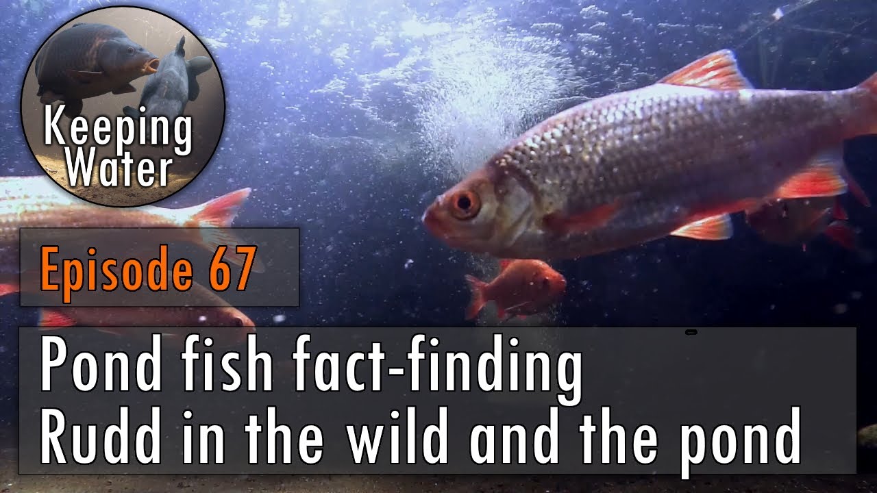 Episode 67: Pond fish fact-finding - Rudd in the wild and the pond