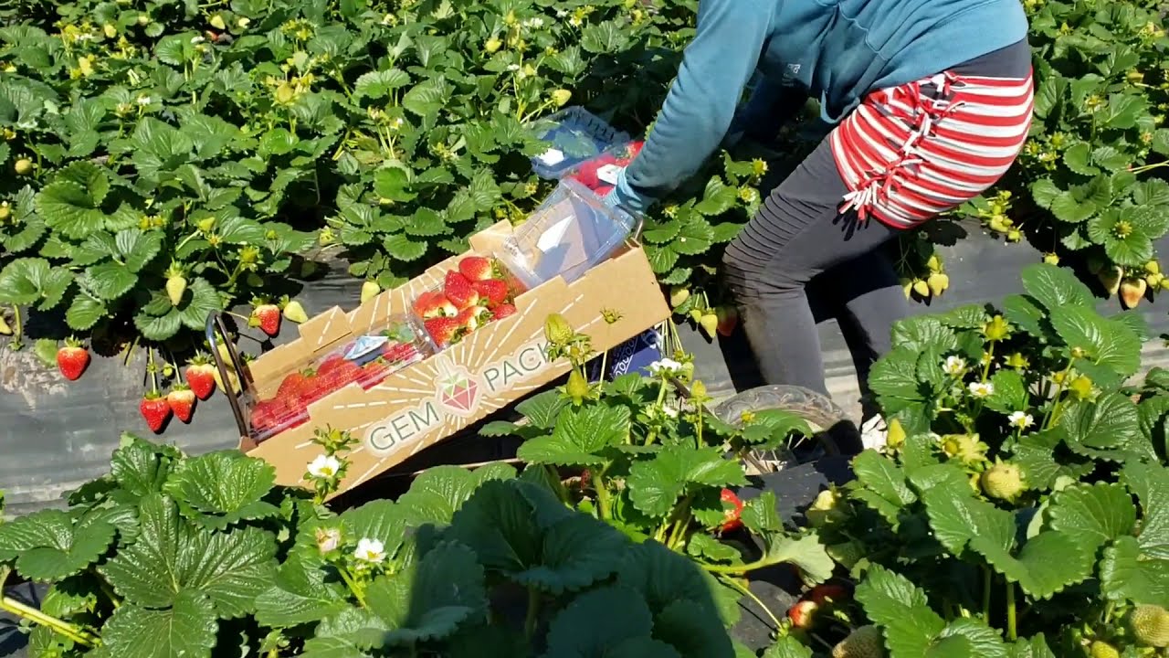 pisca de Fresa por contracto en Santa María CA.  11/ de mayo /2019