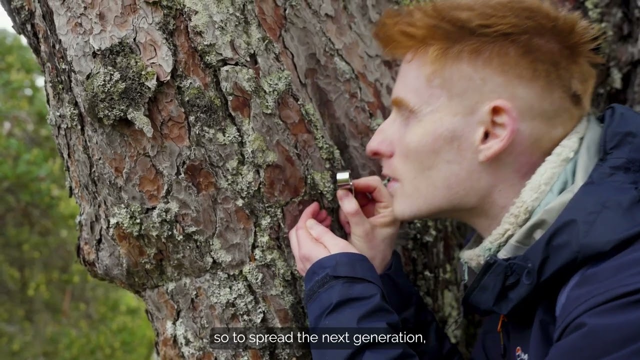 Rewilding Scotland with Trees for Life