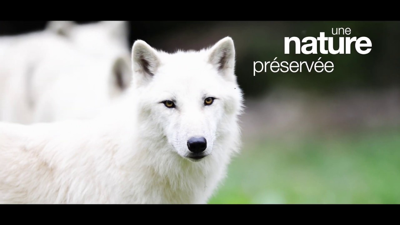 Parc Animalier de Sainte-Croix, réserve naturelle d'émotions