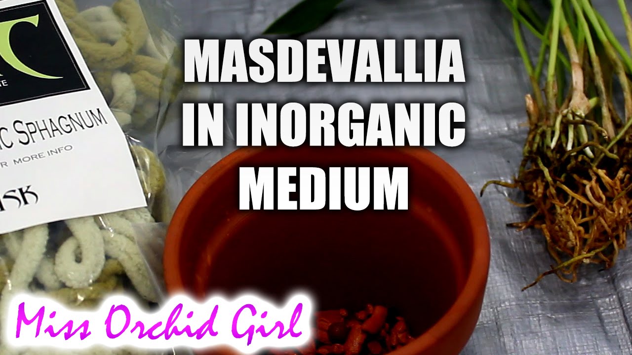 Repotting Masdevallia Orchid in seramis and synthic