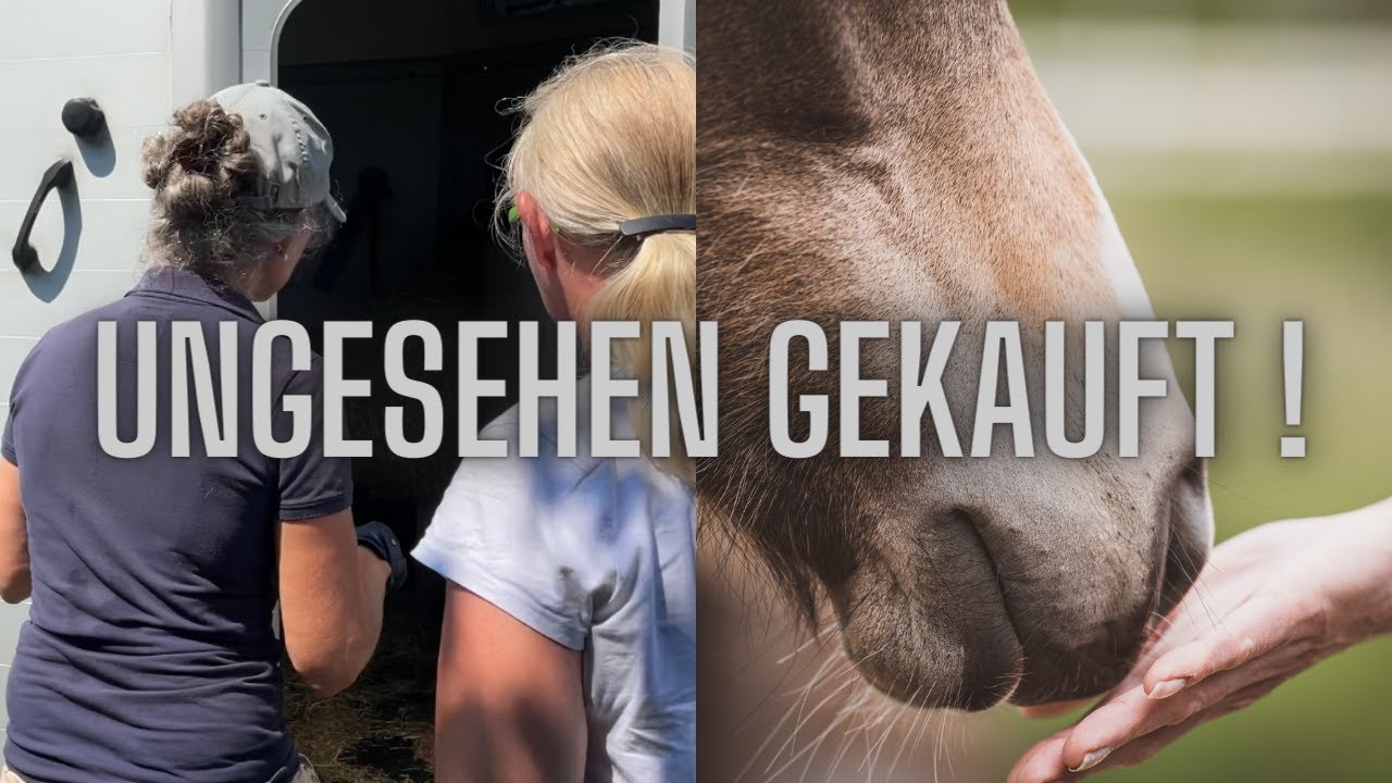 Pony gekauft ! Von Fotos ! 😱 I LILGRO