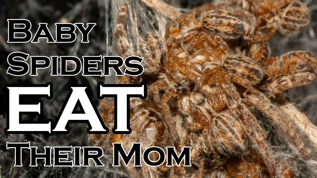 Spider Babies Eating Their Mother Filmed Start-To-Finish For The First Time