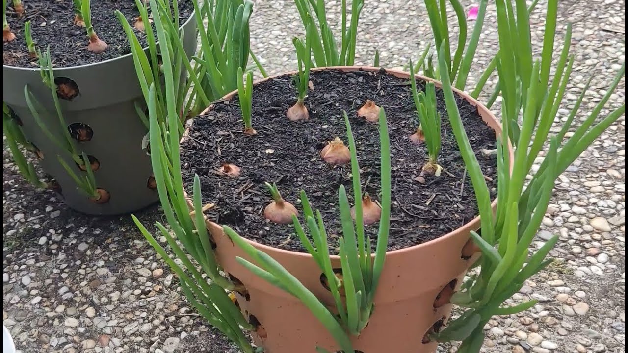 Saksıda Yeşil Soğan Yetiştirme Balkonda Hobi Bahçesi Growing Green Onions in Pots #saksıdasoğan
