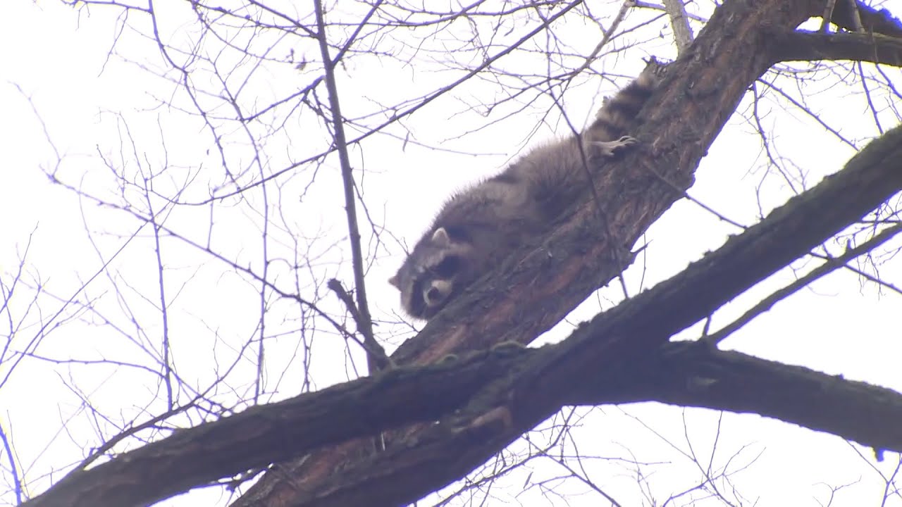 Herzergreifende Szenen: Waschbär in Baumkrone mitten in Hannover hält Feuerwehr und Anwohner in Atem