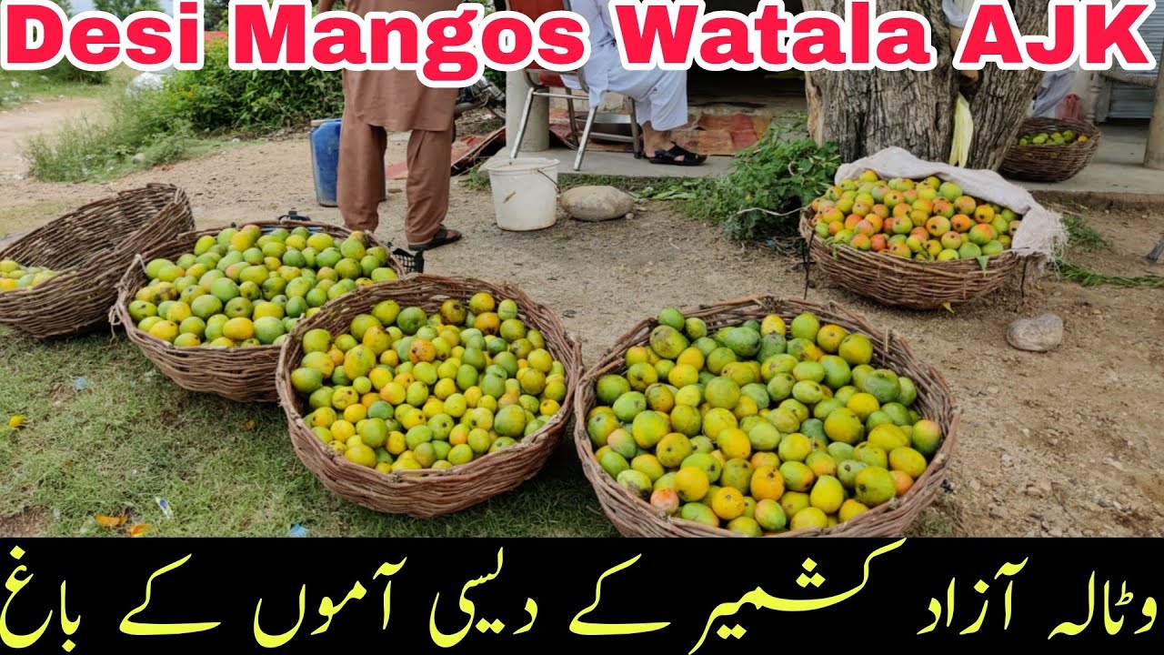 Watala Azad Kashmir |  World Famous Pakistani Mangoes | Watala Barnala Azad Kashmir | Watala Mango
