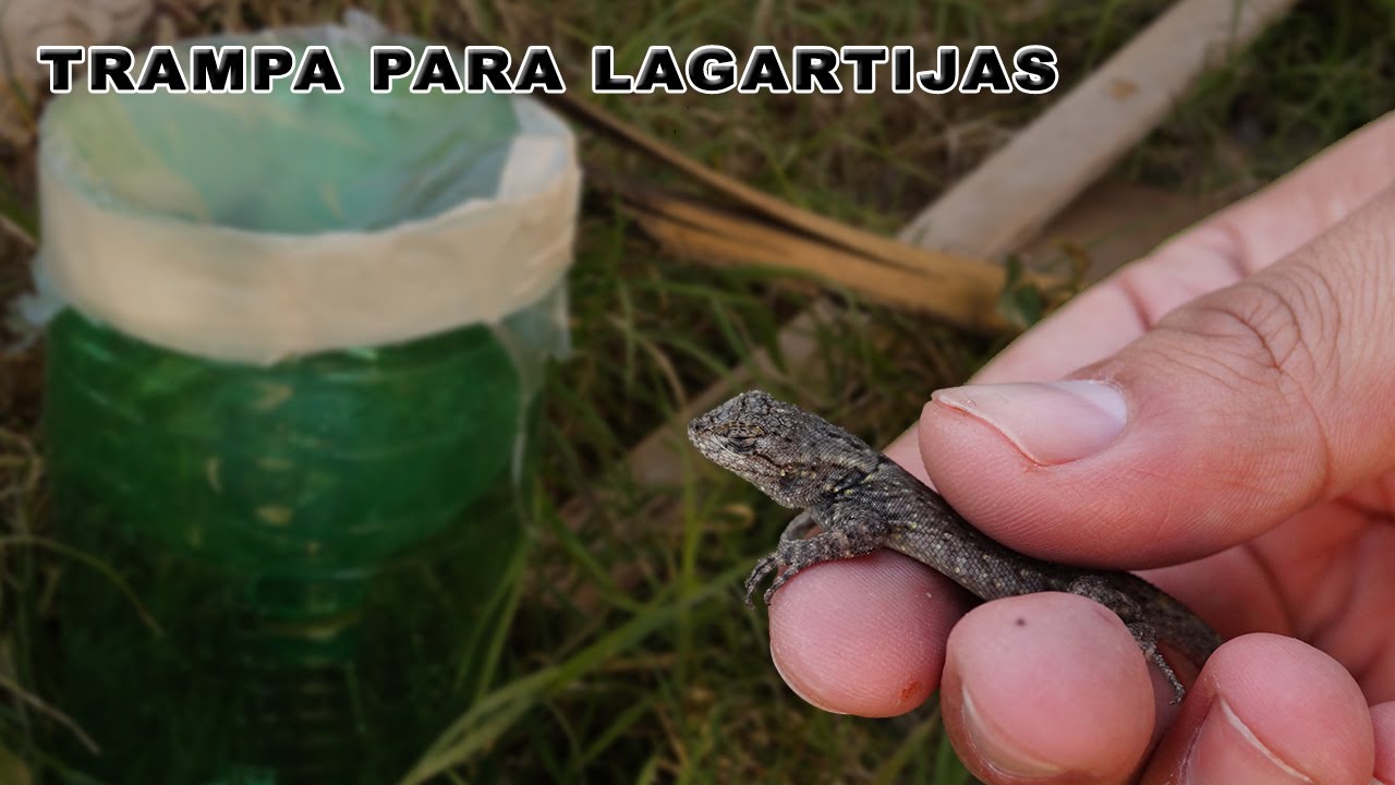Increíble Trampa Para Capturar IGUANAS y lagartijas Automática Casera -TUTORIAL - YMX supervivencia
