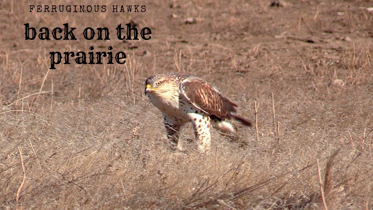 Ferruginous Hawks a good news story