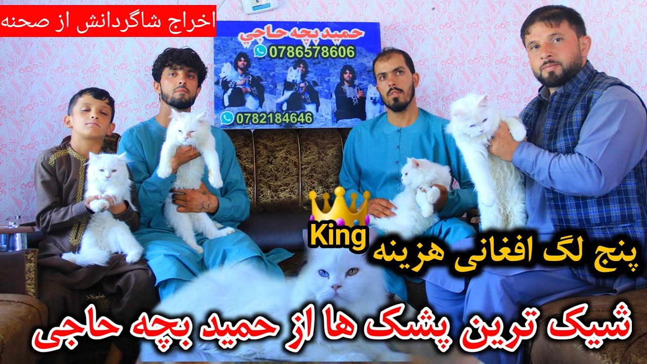 شیک ترین پشک ها از بچه حاجی | هزینه پنج لگ افغانی | اخراج شاگردانش.. | precious cat of bachi haji