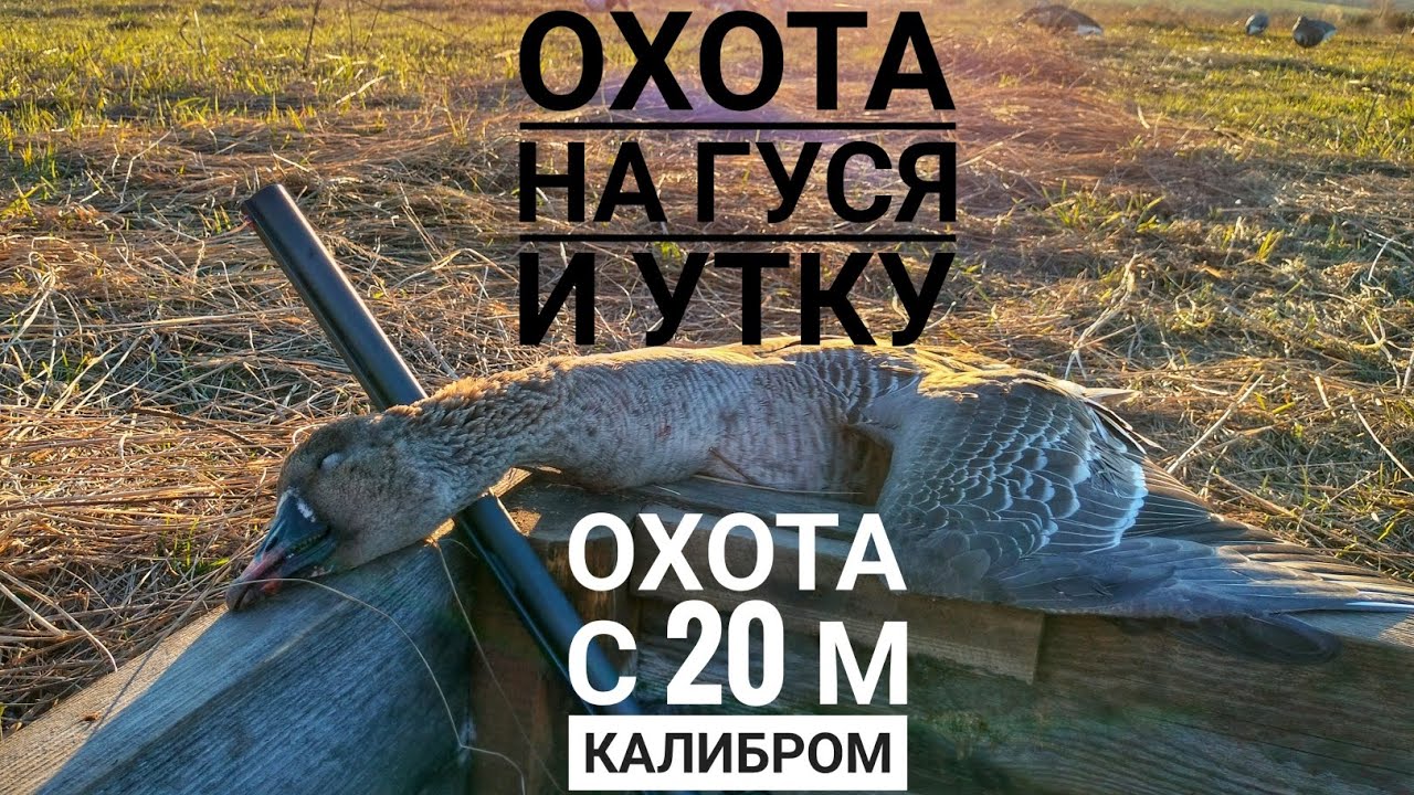 «Охота на гуся с 20 калибром: секреты маскировки и реальный результат»