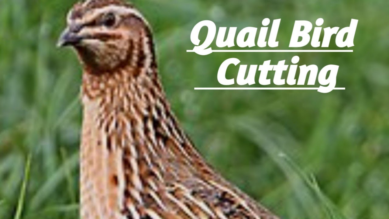 Quail Bird Cutting 
