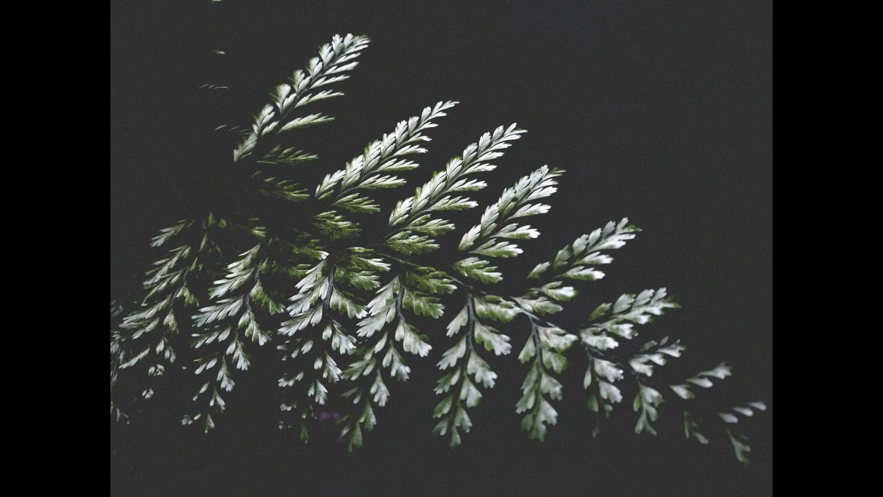 fern