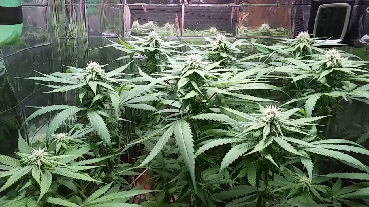 Jack Herer Day 20 of Flower