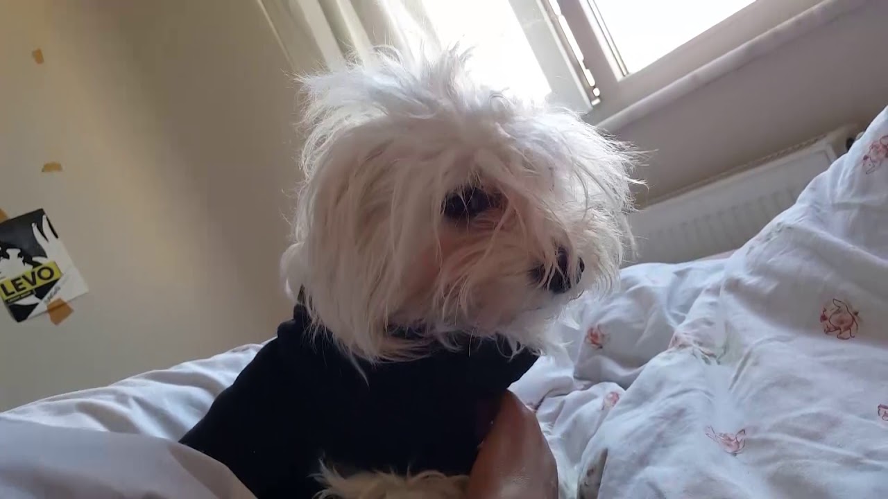 Sevimli K&ouml;pekler :)