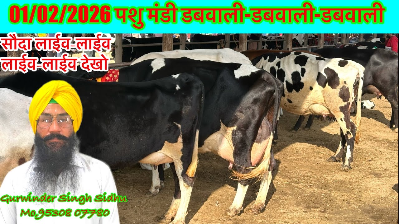 01/02/2026 पशु मंडी डबवाली-डबवाली-डबवाली-डबवाली देखें लाईव सौदे डबवाली के @kulveersidhu8926 