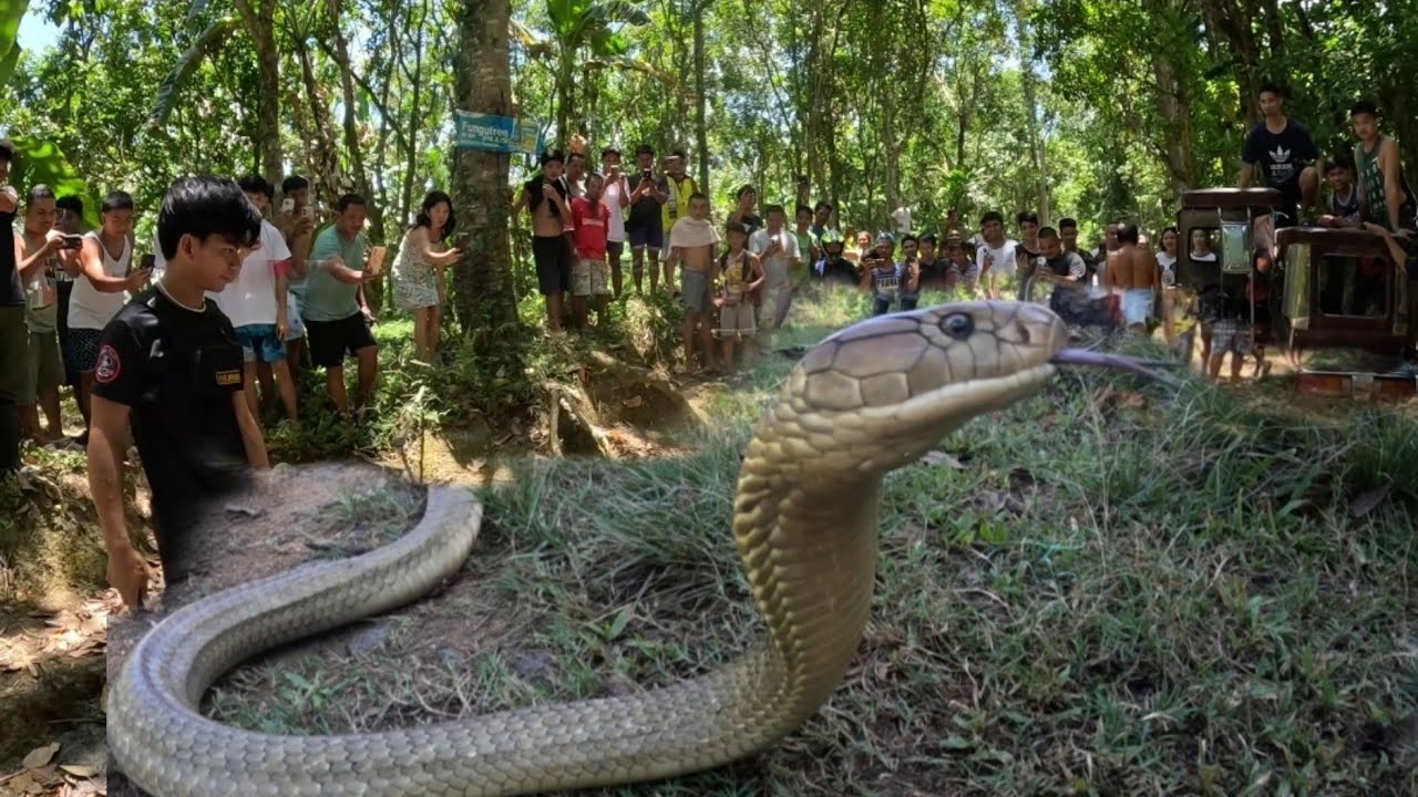 KING COBRA SING LAKI NG HITA NG BATA PART 2