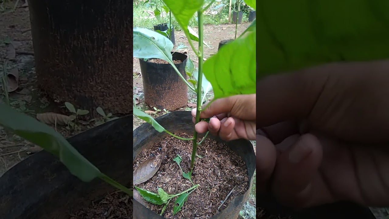 Agar pertumbuhan cabe rawit maksimal #tanaman #pertanian #berkebun