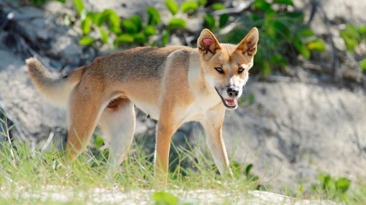 Dingoes linked to Canadian backpacker&rsquo;s death on K'gari euthanised