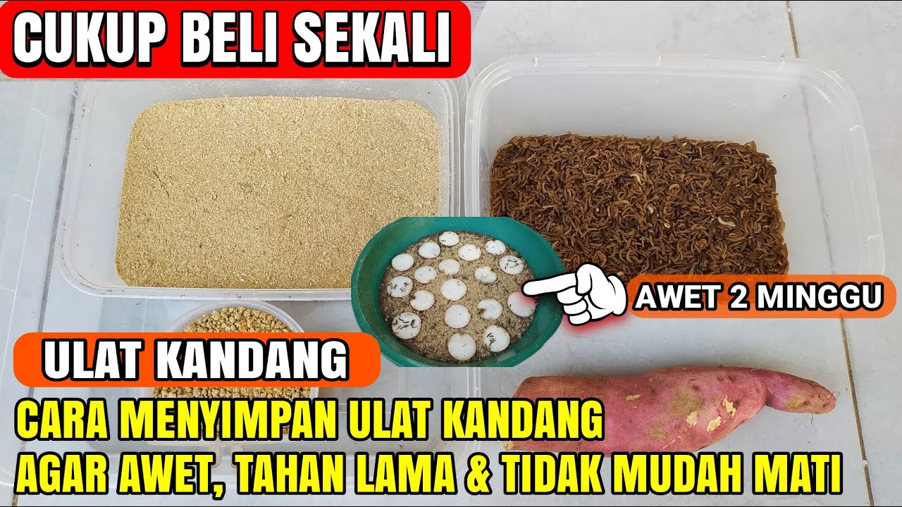 CARA PENYIMPANAN ULAT KANDANG AGAR TIDAK MUDAH MATI❗AWET HIDUP ANTI KERING❗
