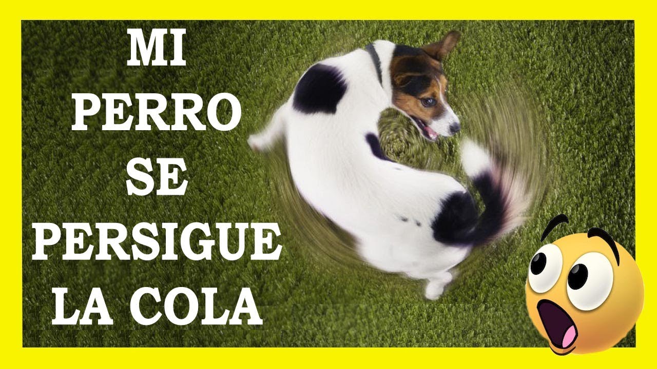 👉Mi PERRO se persigue la cola!!. Desorden  Canino Compulsivo