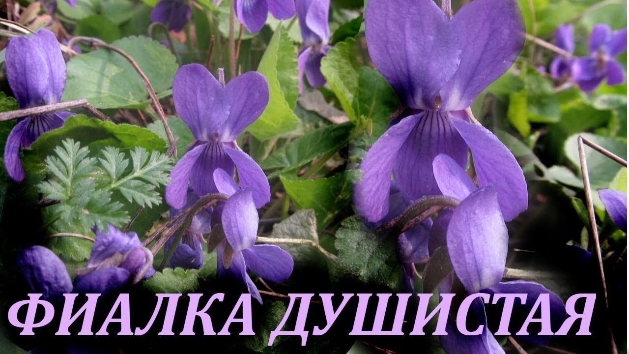 ФИАЛКА ДУШИСТАЯ. Народное лечение Фиалкой Душистой
