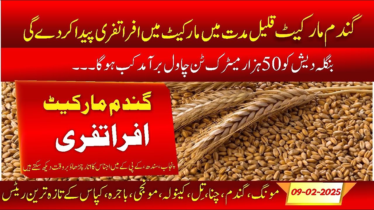 LIVE: Pakistan Grain Market Rates Today | Daily Update