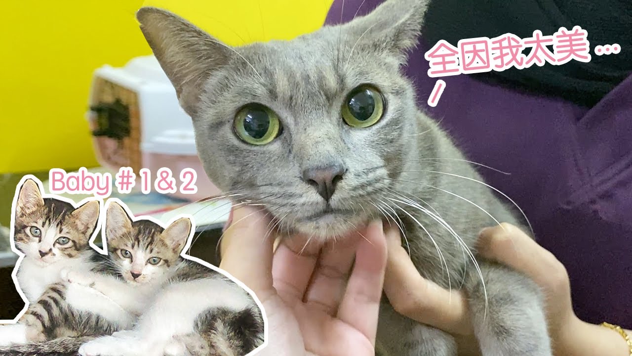 TNR | 浪猫生育了6次 终于结扎成功！ 但小猫回喵星了… 马来西亚浪猫绝育送养