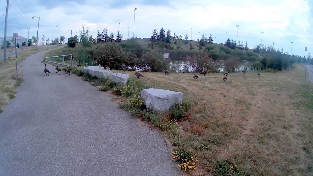 Ducks at RIM Park