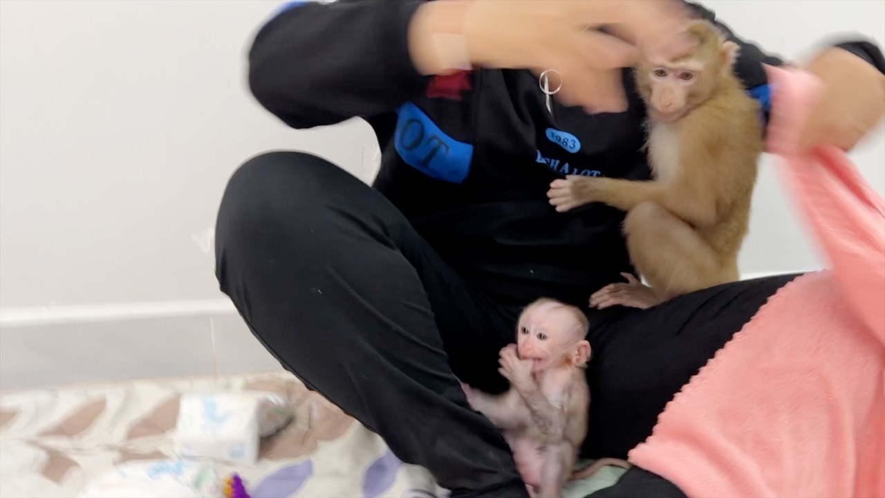 Spoiled Baby Tauch Moody Temper After Mom Drop Him Down