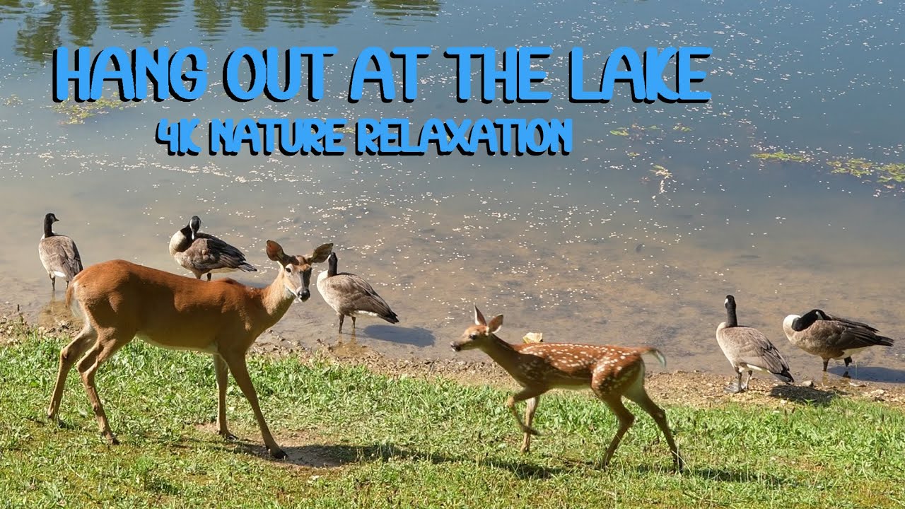 Watch this if you live in a city! 4K nature ambience