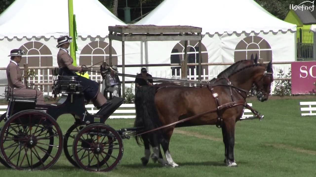 Carola Diener Dressage - World Pairs Driving Championship 2011- Conty