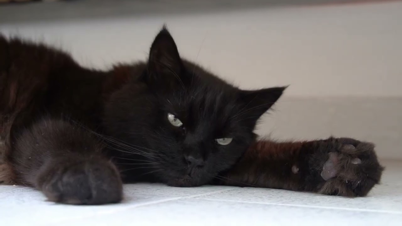 Ancient Guardians: The Truth About Feline Souls. The Hidden Spiritual Missions  Of Cats🐈