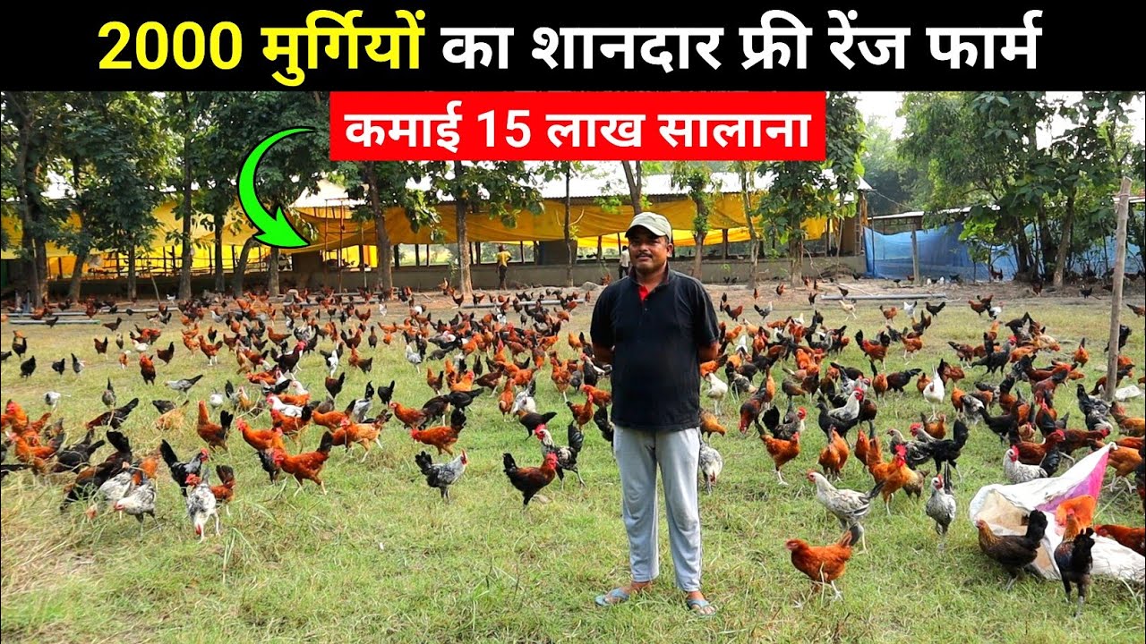2000 मुर्गियों का शानदार फ्री रेंज मुर्गी फॉर्म| Sonali+kadaknath+FFG poultry farming in India