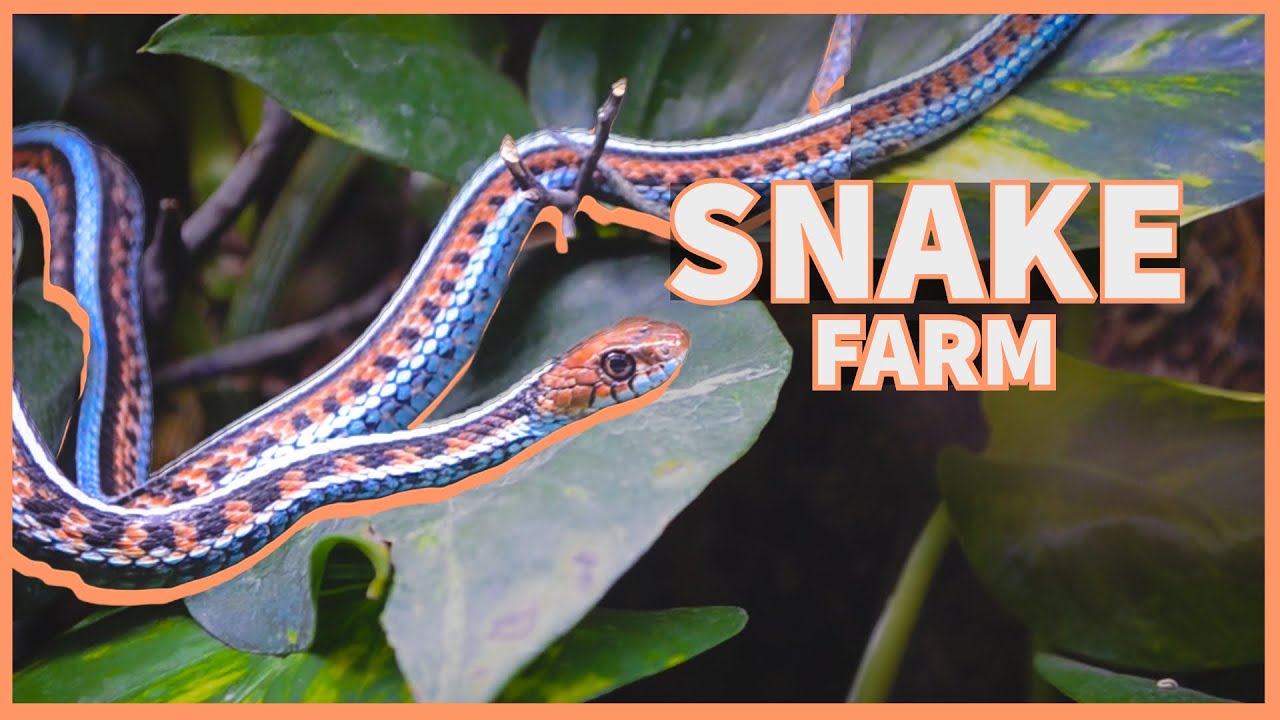 A visit to Ray Wylie Hubbard's Snake Farm (it's a reptile house)