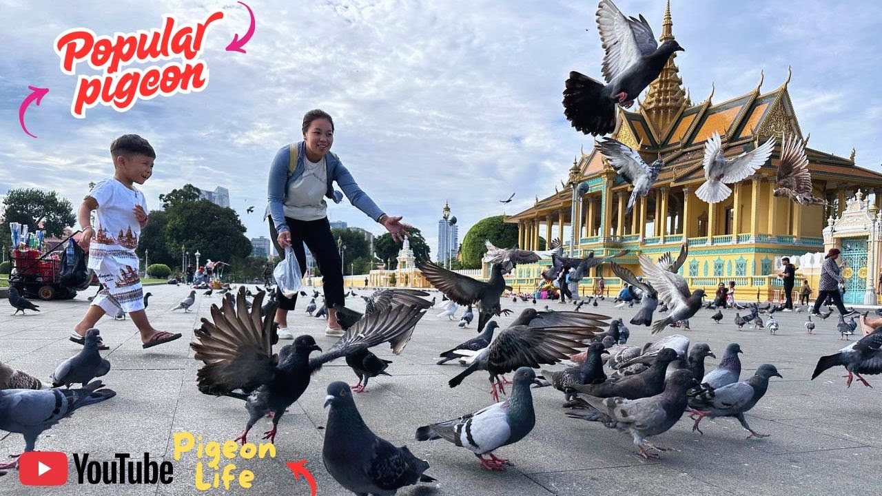 Asia Pigeons | Europe Pigeons | 4K Video |  HD Video