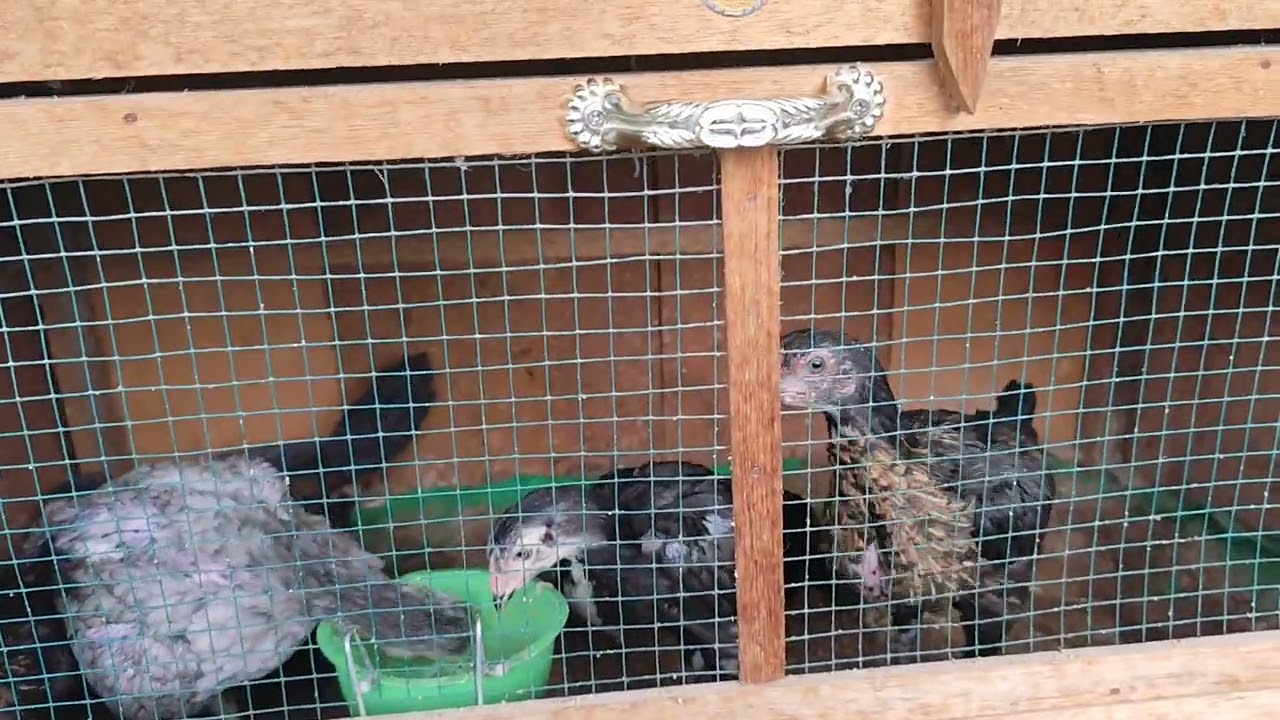 Anakan ayam usia 1-2 minggu