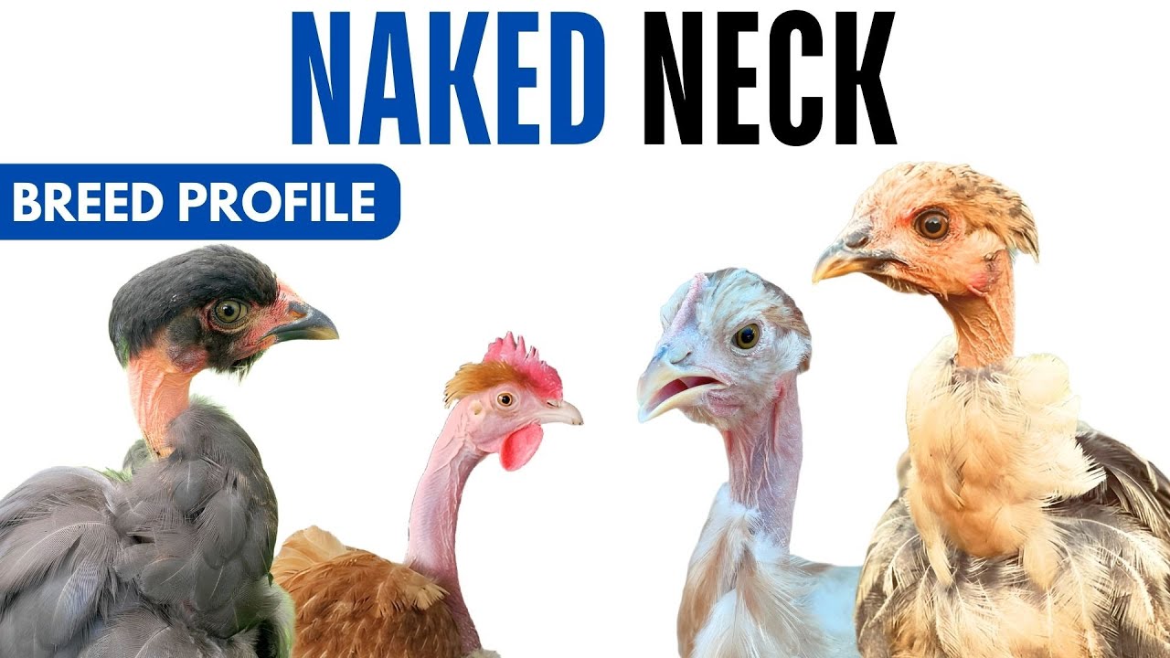 Naked Neck Chicken Breed Profile History Health Issues - Naked Neck Chicken Egg Ratio Lifespan