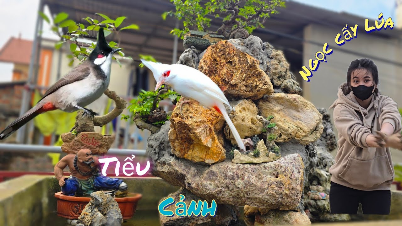 Thăm Tiểu Cảnh Gần Tự Làm Và Mang Mạ Lên Cho Mẹ Mí Ngọc Cấy /Nhân Bé Nhỏ 
