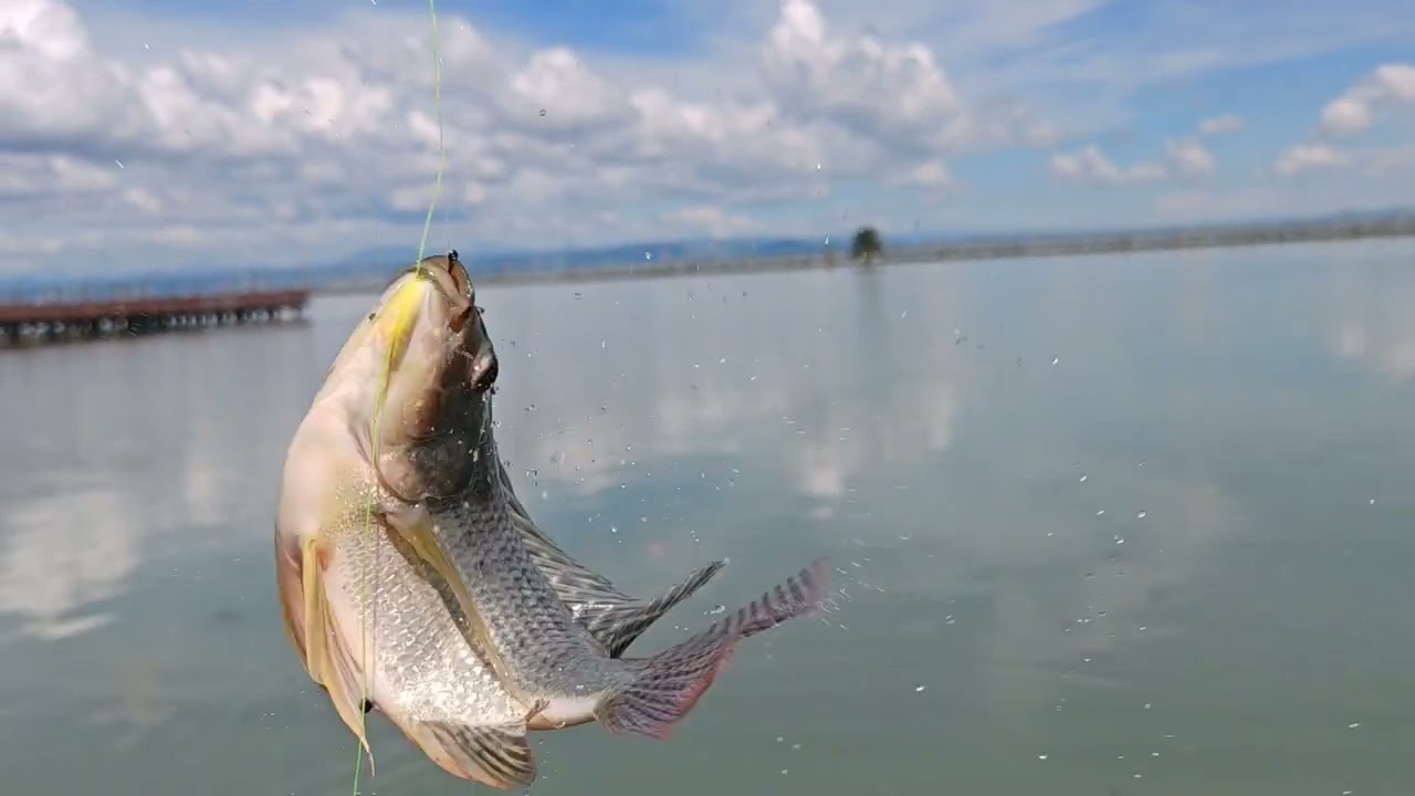 MALUPIT NA BIWASAN sa lakeshore🐠🐠🐠
