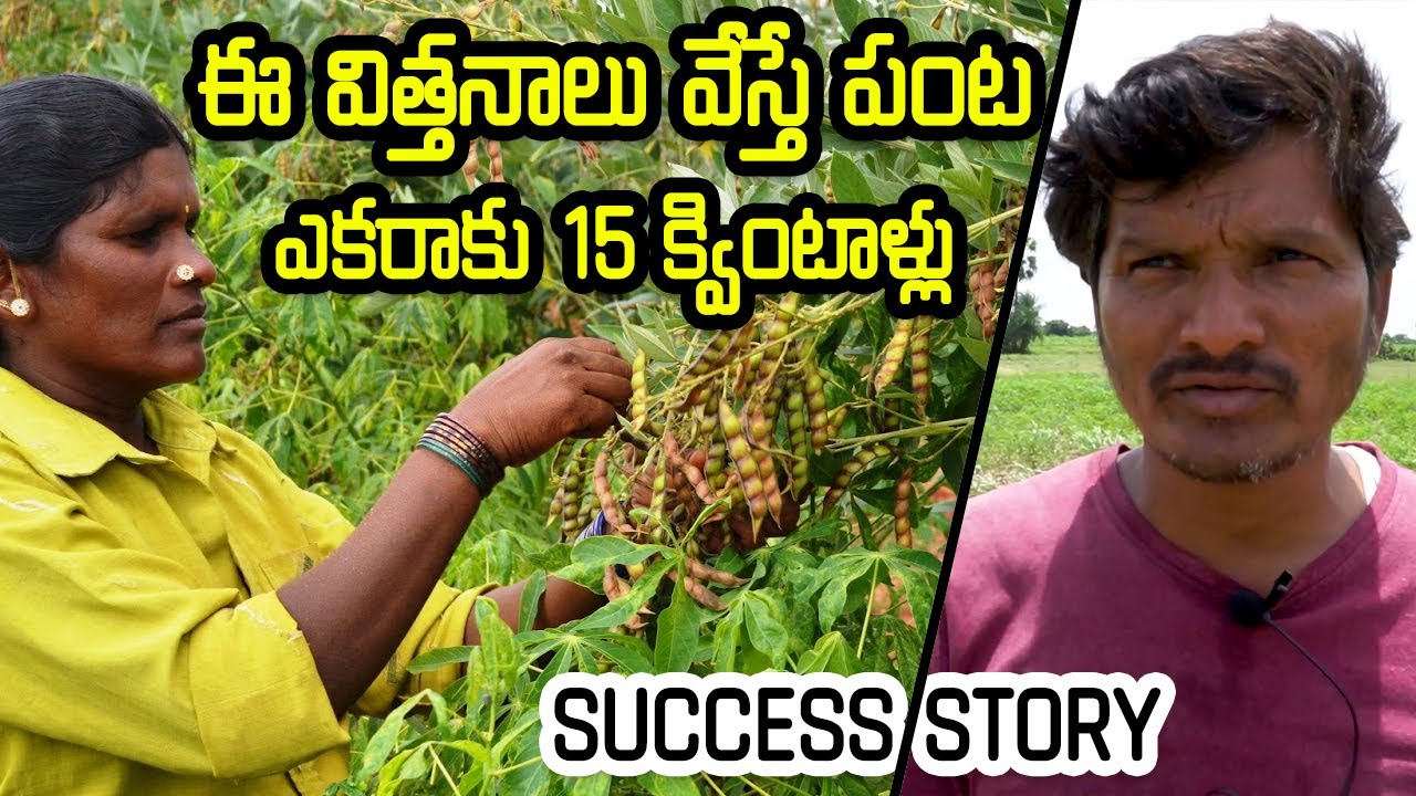 కంది సాగుకు అనువైన సమయం | Kandi Sagu | Red Gram Cultivation | ఎకరాకు 15 క్వింటాళ్లు | @DNK Studio