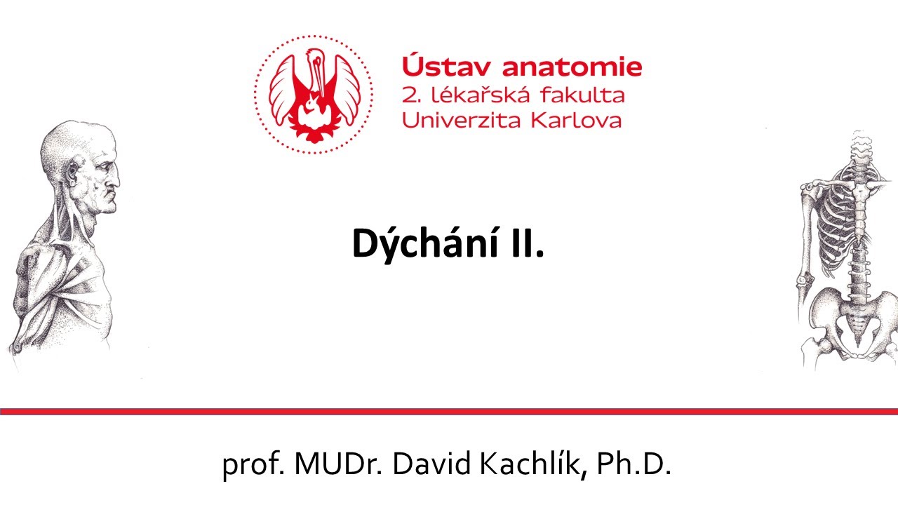 Dýchání 2 14 1 2021