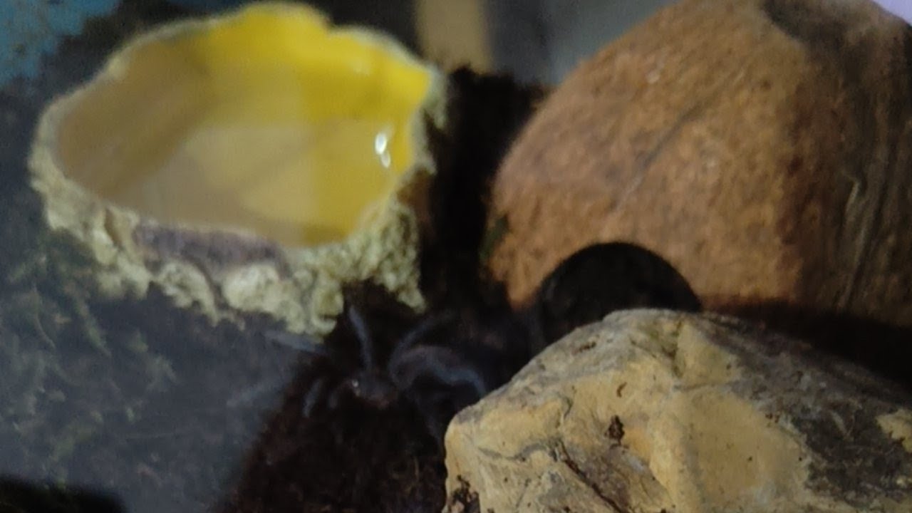 Večerní pohled na sklípkana potulného v teráriu 🕷️🕷️