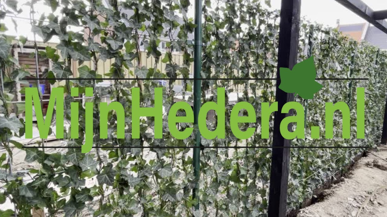 Hoe installeer ik een Hedera kant en klaar haag? || MijnHedera.nl