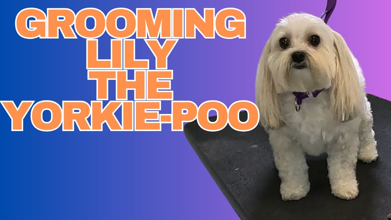 Lily the Yorkie-Poo Gets Groomed