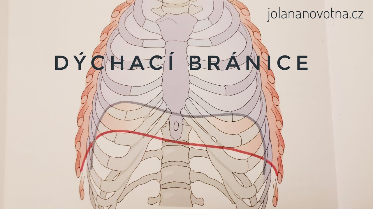 Dýchací bránice @jolananovotna