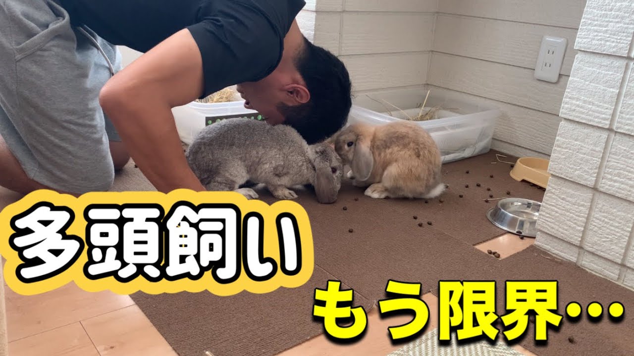 うさぎ 多頭飼いはおすすめしません！#75#bunny #rabbit #ホーランドロップ #うさぎの飼い方 #うさぎの部屋づくり