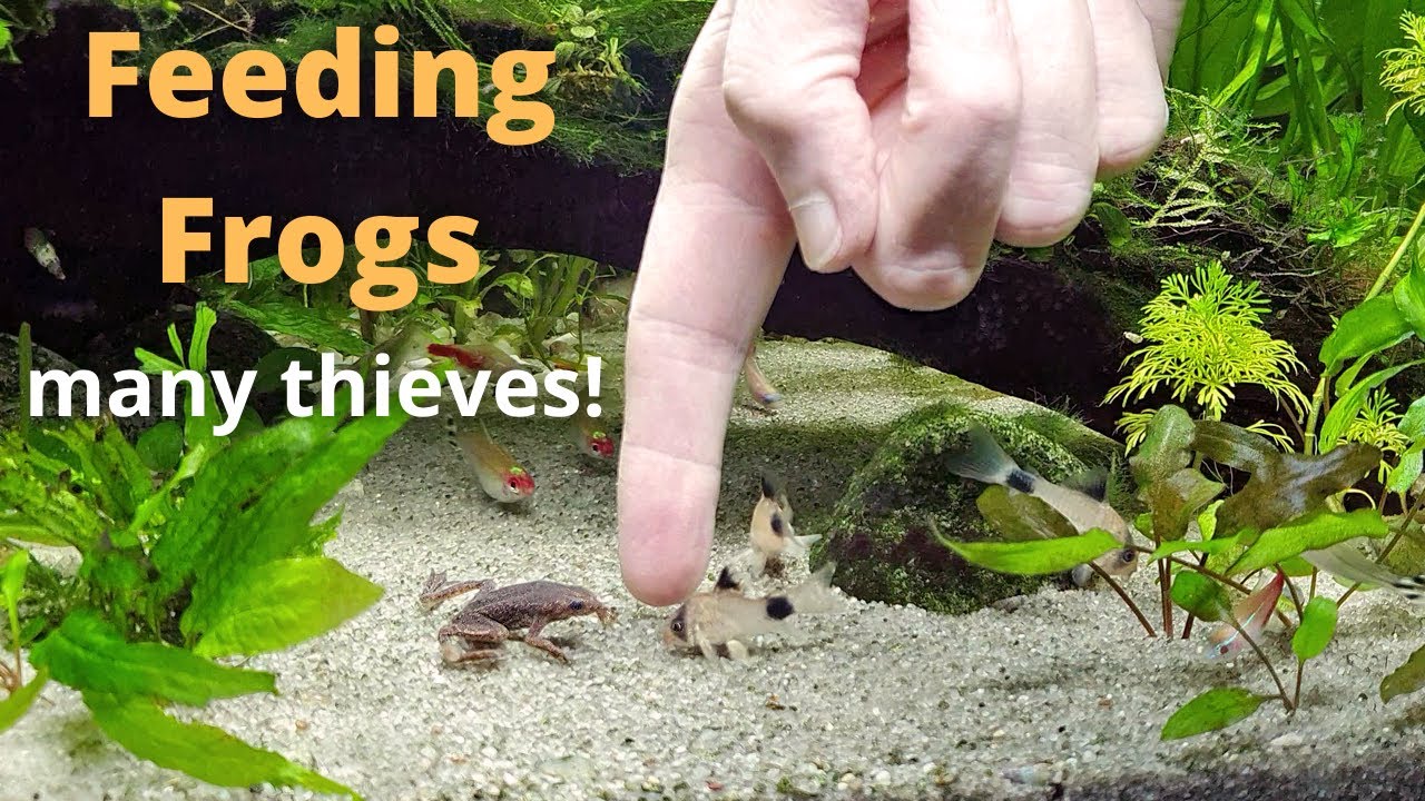 Feeding African Dwarf Frogs : Community Aquarium