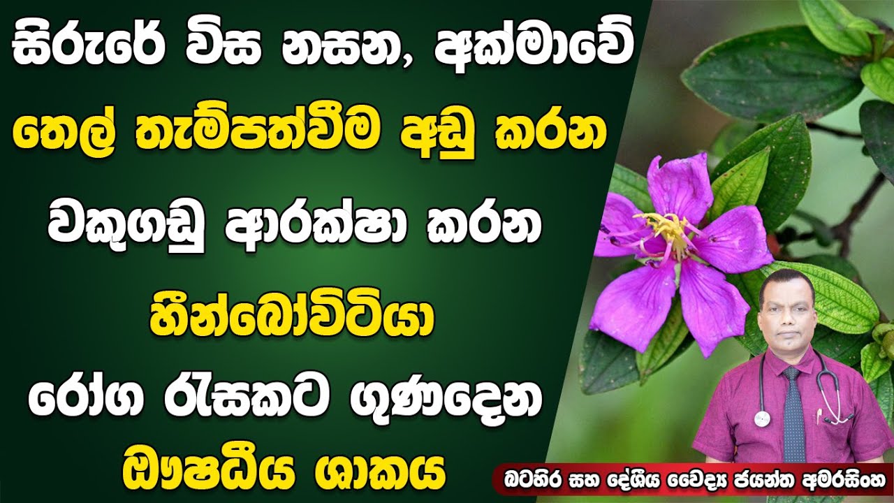 සිරුරේ විස නසන, අක්මාවේ තෙල් තැම්පත්වීම අඩු කරන, වකුගඩු ආරක්ශා කරන හීන්බෝවිටියා, රෝග රැසකට ගුණ ඖෂධය